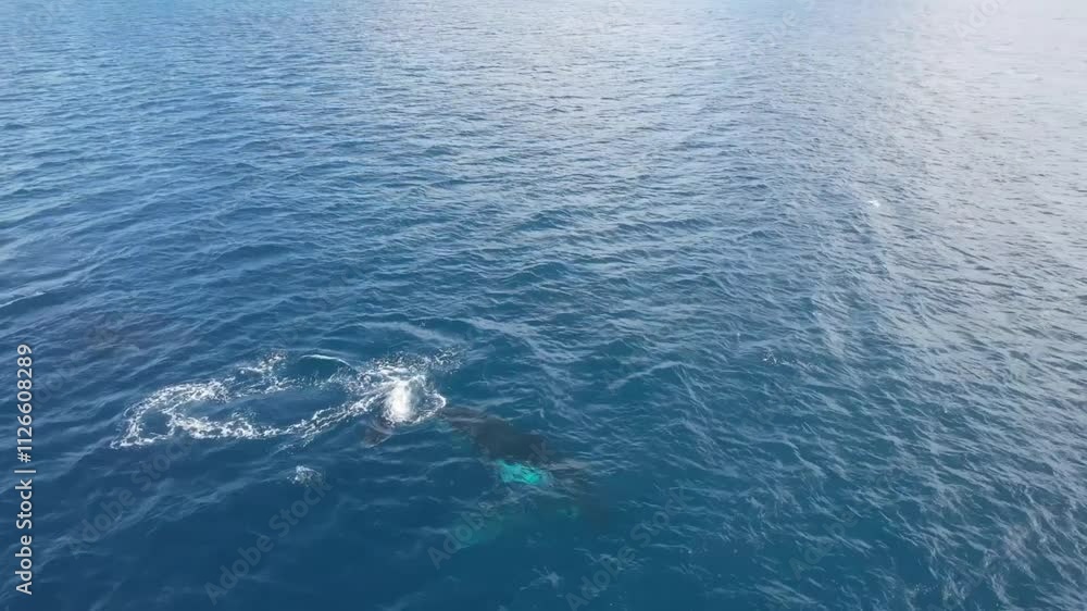 Aerial drone view of two humpback whale take breath dive deep in calm blue ocean water, whale spouting, humpback whale playing, wave flippers and hit the surface, splashing the water. Wild life mammal Aerial drone view of two humpback whale take breath dive deep in calm blue ocean water, whale spouting, humpback whale playing, wave flippers and hit the surface, splashing the water. Wild life mammal