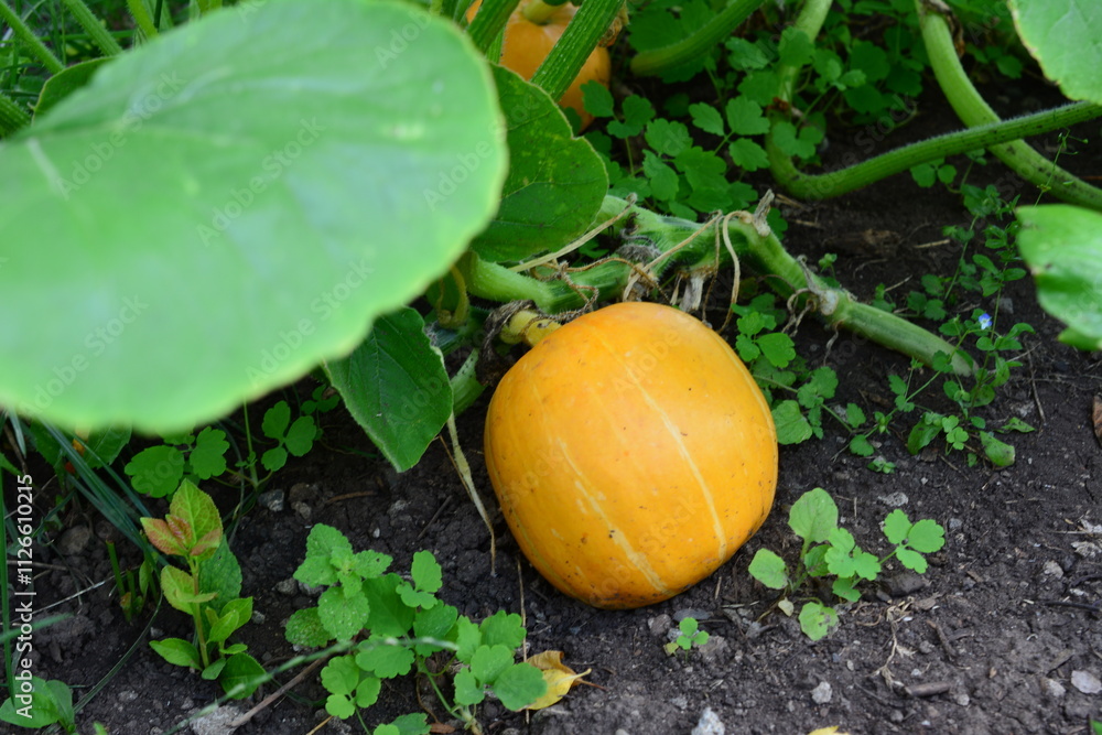 Obraz premium a pumpkin is on the ground with a green leaf in the foreground 