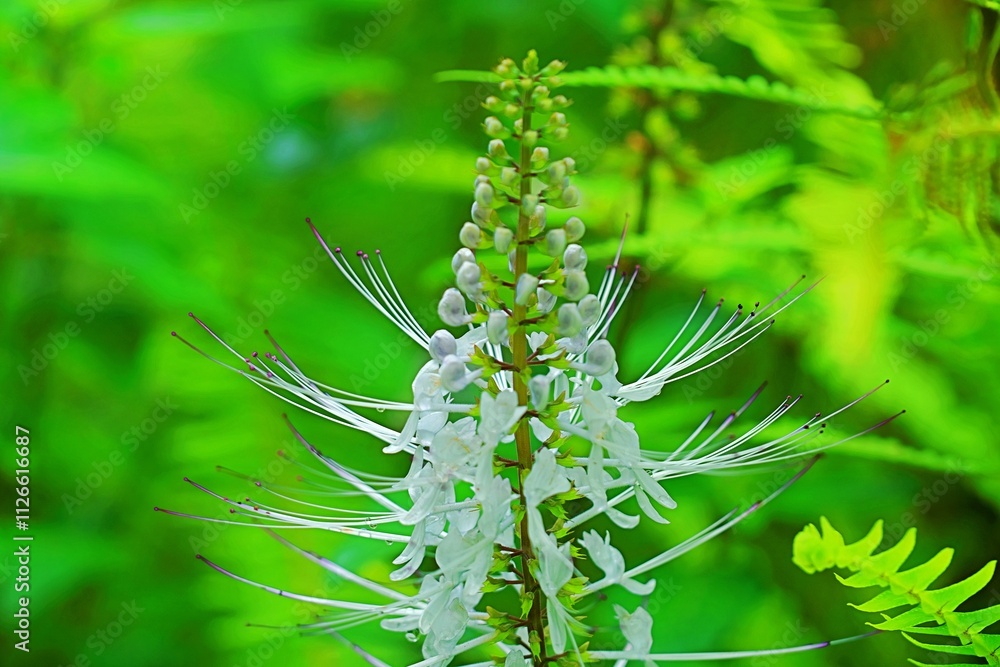 A close-up of a Cat's Whiskers plant or kumis kucing with delicate white flowers and lush green leaves. Ideal for content on botany, gardening, nature, and herbal medicine. A close-up of a Cat's Whiskers plant or kumis kucing with delicate white flowers and lush green leaves. Ideal for content on botany, gardening, nature, and herbal medicine.
