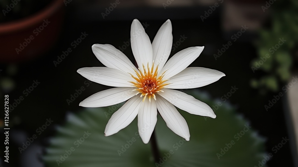 A beautiful white lotus flower blooming above a green lily pad on still water. A beautiful white lotus flower blooming above a green lily pad on still water.