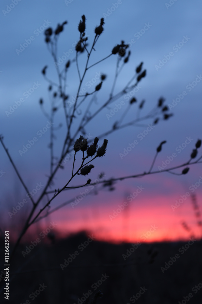 Fototapeta premium sunset in the forest. the sun is covered with a fluffy dry branch. beautiful landscape.