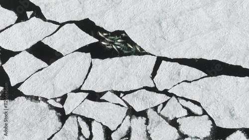 Beluga Whales swimming in an Arctic crack of broken ice shelf, Top down aerial view