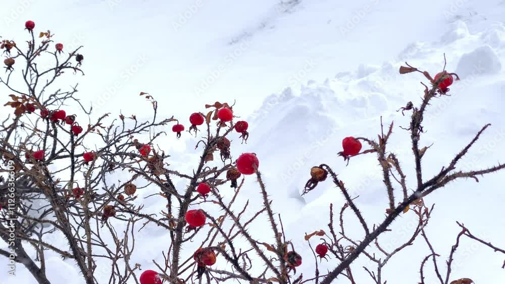 雪と木の実、北海道の冬、吹雪と植物
