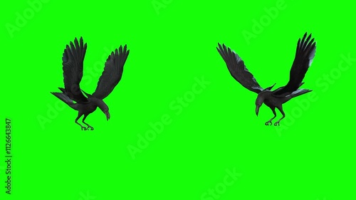 Two crows standing against each other communicate aggressively, then fight, but no one wins and the swearing continues.