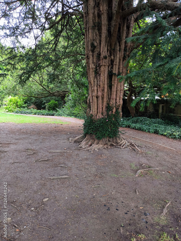 Chalice well garden