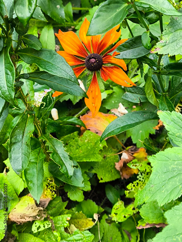 Chalice well garden