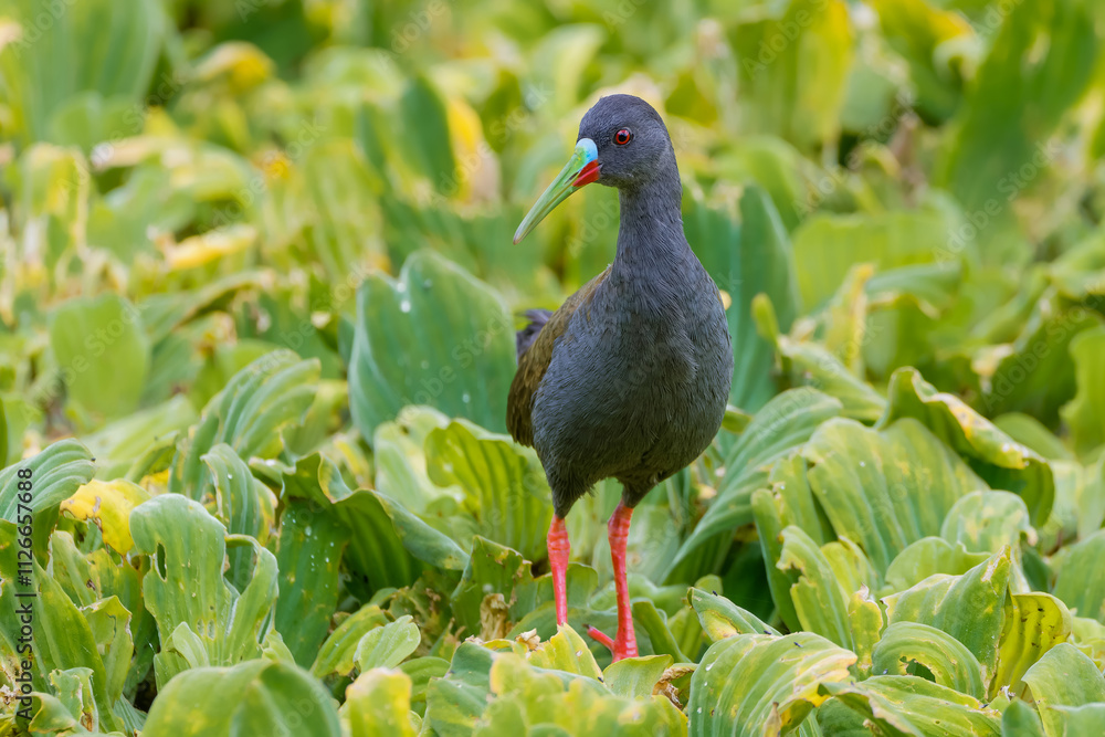 Plumbeous rail (Pardirallus sanguinolentus) Plumbeous rail (Pardirallus sanguinolentus)