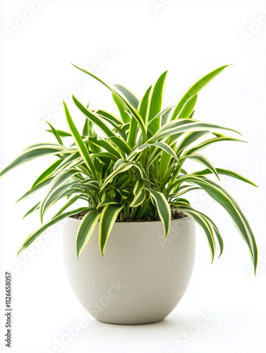 Spider Plant on Chlorophytum Comosum in pot isolated on white background photo