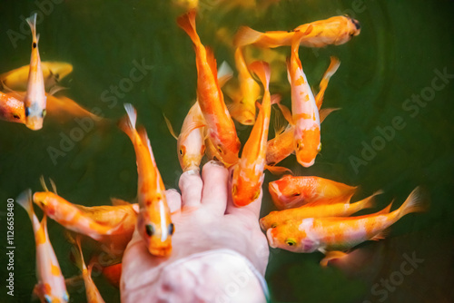 Photography Kangal fish nibble on dead, keratinized skin on woman's foot