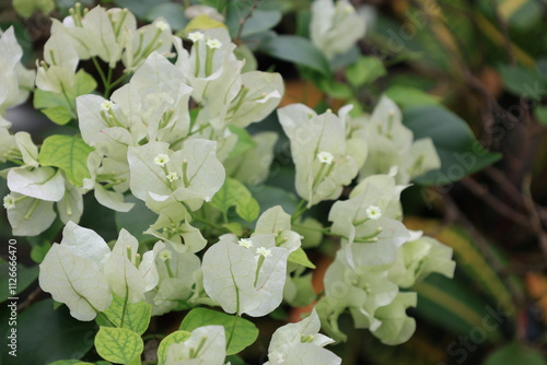 白いブーケンビリアの葉包と花 photo