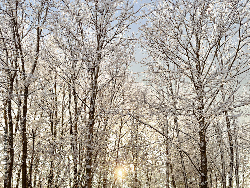 snow covered bare trees against a clear blue sky. abstract nature. abstract background. winter landscape. winter background. winter aesthetic. snowy snow covered bare trees against a clear blue sky. abstract nature. abstract background. winter landscape. winter background. winter aesthetic. snowy