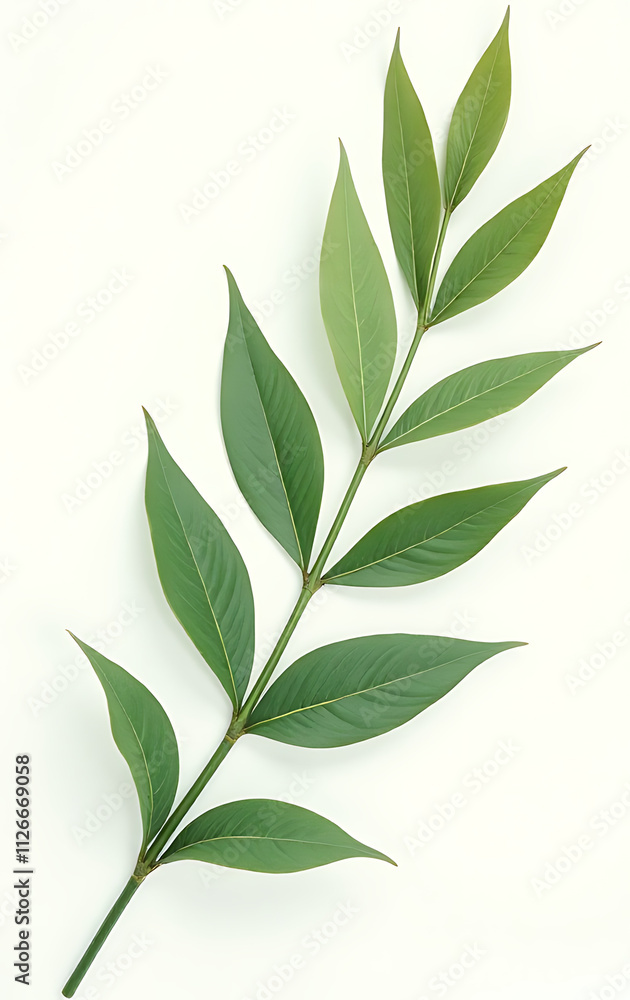 Naklejka premium The image of exotic tropical leaves set against a clean white background evokes a sense of natural serenity and harmony._00002_