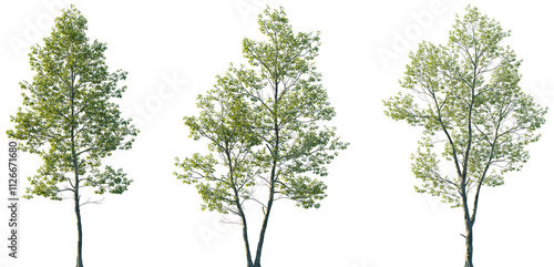 Set of Alnus rubra (the red alder) frontal set street trees isolated png on a transparent background perfectly cutout photo