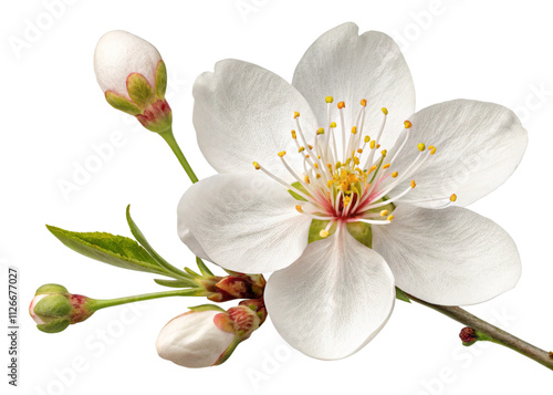 A single white flower with delicate petals, isolated and perfectly cut out on a transparent background. The edges are crisp and clean, with no visible shadows or artifacts.