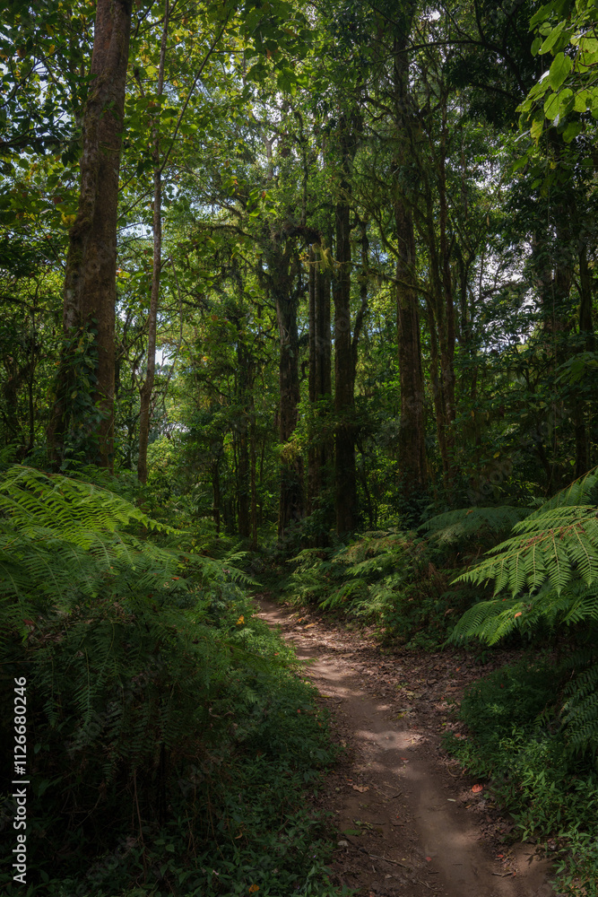 Fototapeta premium Pfad durch den Urwald