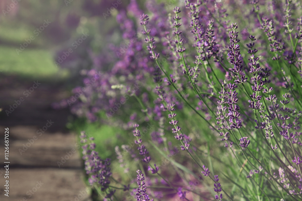 Obraz premium lavender bushes. path. garden