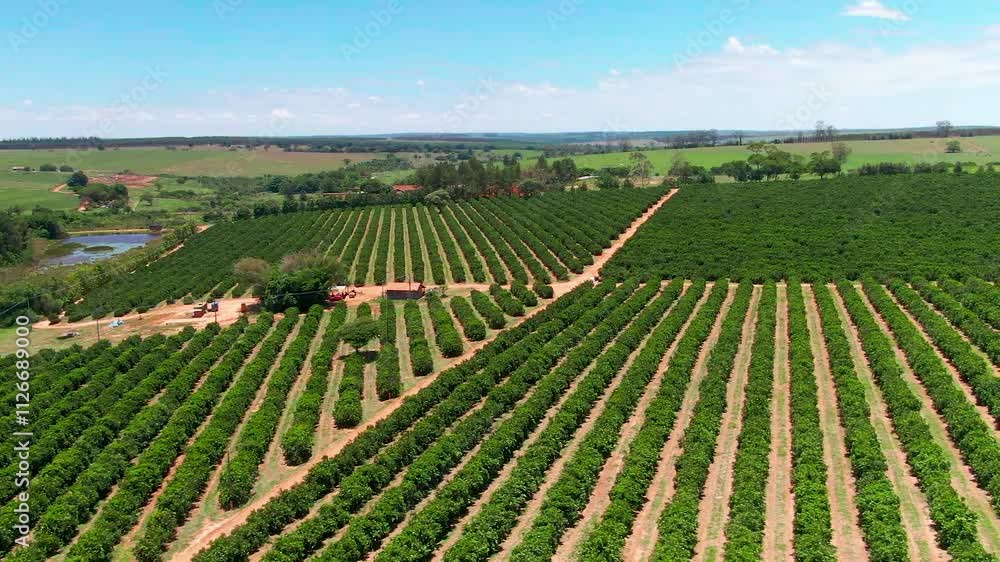 Fruit Farm Planted with Orange Trees, Aerial Panning Shot Brazil. Fruit Farm Planted with Orange Trees, Aerial Panning Shot Brazil.