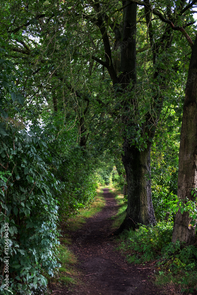 Obraz premium path in the woods