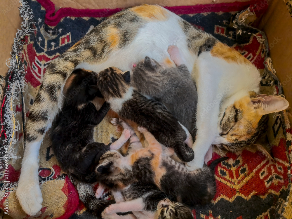 Mother cat breastfeeding her kittens