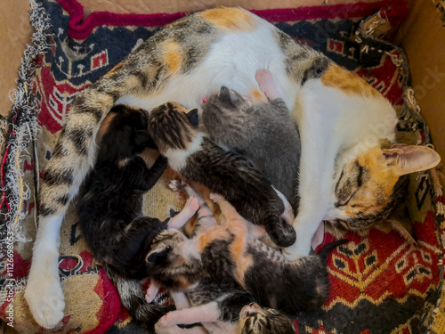 Mother cat breastfeeding her kittens