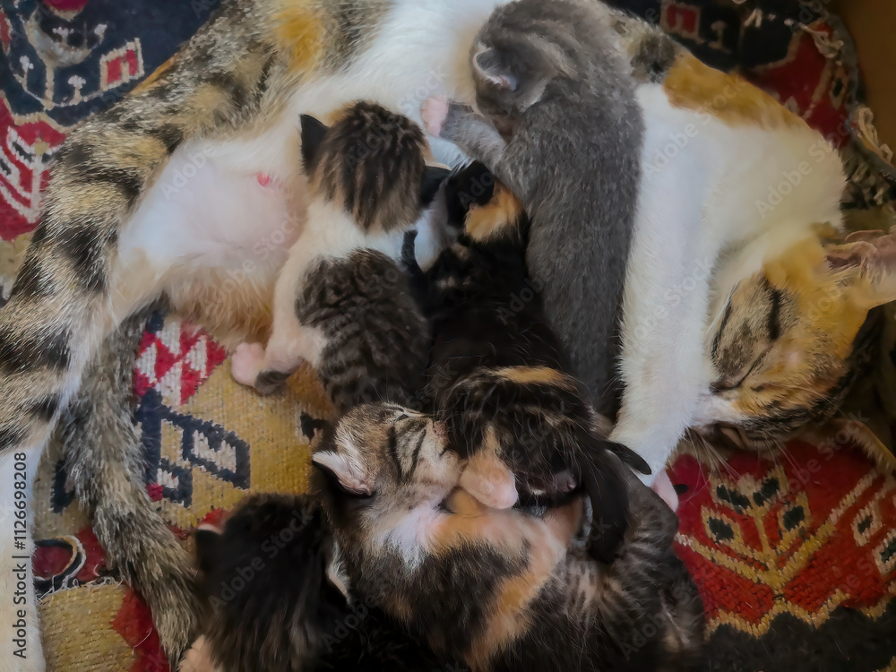 Mother cat breastfeeding her kittens