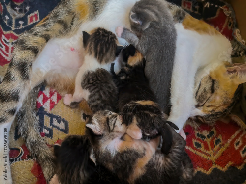 Obraz na płótnie Mother cat breastfeeding her kittens w salonie