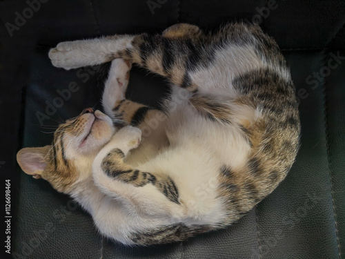 Obraz na płótnie Cat sleeping happily on the couch w salonie