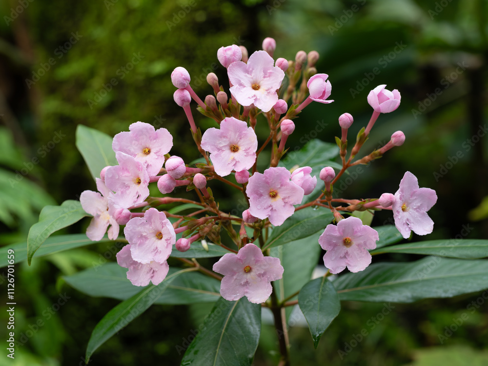 Obraz premium かわいいピンクのルクリア