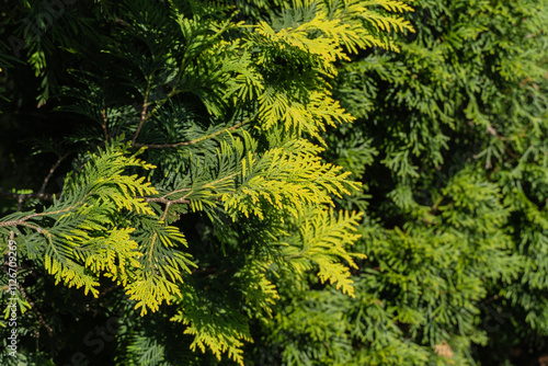 Northern white-cedar, or eastern white cedar.  Close-up of vibrant yellow-green leaf texture of Thuja occidentalis against blurred background. Selective focus. Nature concept for background design.