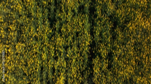 Aerial drone footage with push in and tilt up reveals a large rural landscape with rows of bright yellow rapeseed (Brassica napus) in bloom stretching across the landscape bordered by rolling hills