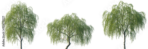 Set of Salix babylonica (Babylon willow or weeping willow) frontal set street trees isolated png on a transparent background perfectly cutout photo