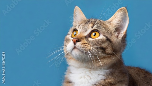 Adorable Cat Gazing Upwards on a Solid Blue Background A Cute and Playful Banner Image Perfect for Cat Lovers, Pet Shops, and AnimalThemed Promotions photo