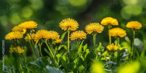 Jombang flower, known scientifically as Taraxacum officinale, is a vibrant yellow flowering herbaceous plant, often appreciated for its beauty and ecological value in various settings. photo