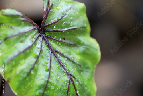 Rare and exotic tropical plant - Beautiful green tree The rainforest is home to the Pharaoh's Mask elephant ear (Colocasia Pharaoh's Mask), a tropical plant with large, glossy green leaves.