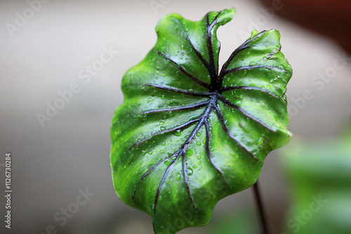 Rare and exotic tropical plant - Beautiful green tree The rainforest is home to the Pharaoh's Mask elephant ear (Colocasia Pharaoh's Mask), a tropical plant with large, glossy green leaves.