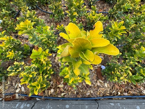 Gold Taflan (Euonymus Japonica Aurea) texture. Microphyllus Aureovariegatus shrub. Japanese spindle tree or Golden Euonymus japonicus. Golden taflan, Evergreen spindle or Japanese spindle. Close-up.
 photo