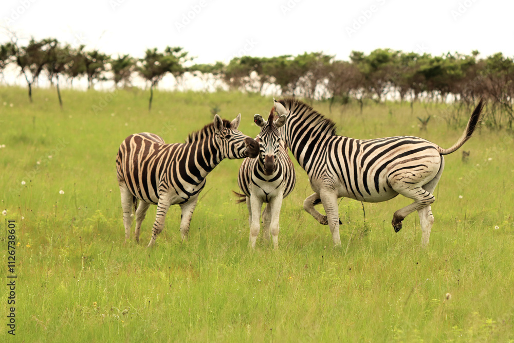 Fototapeta premium Three zebras