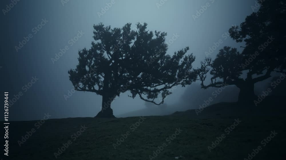 Dark and misty Fanal forest with old, enchanted, twisting, mythical Laurel trees in Madeira, Portugal Dark and misty Fanal forest with old, enchanted, twisting, mythical Laurel trees in Madeira, Portugal