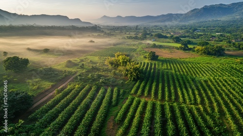 Wallpaper Mural A birdâ€™s eye view of a thriving chili plantation, rows of red and green chili plants stretching into the horizon, with a soft mist and warm morning light casting long shadows Torontodigital.ca