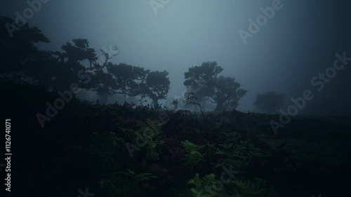 Dark and misty Fanal forest with old, enchanted, twisting, mythical Laurel trees in Madeira, Portugal