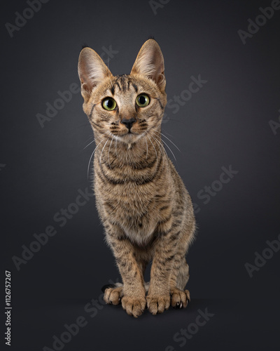 Fantastic young Savannah cat, sitting up facing front. Leaning into camera. Looking straight to camera with friendly curious eyes. Isolated on a black background. photo