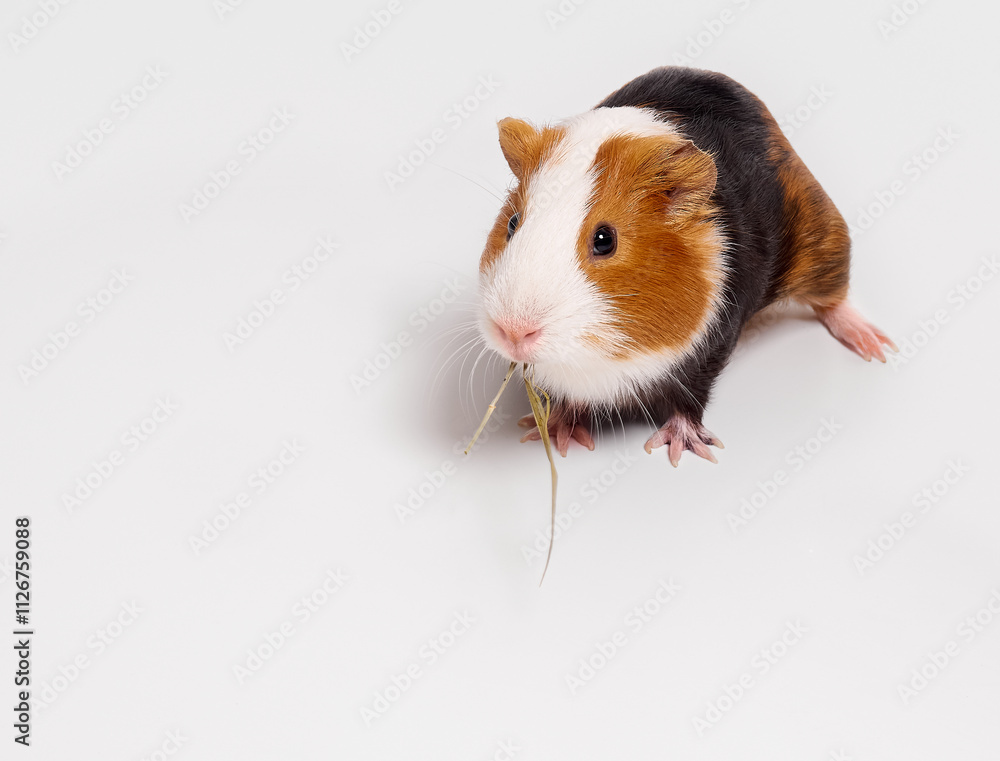 Curious guinea pig on white background, guinea pig cute portrait.