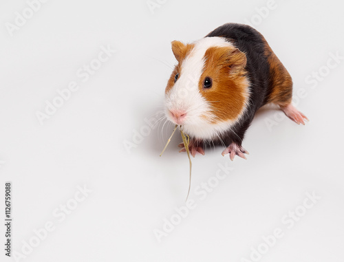Obraz na płótnie Curious guinea pig on white background, guinea pig cute portrait. w salonie
