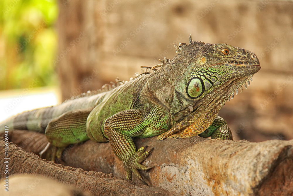 Green Iguana reptiles. Perfect portrait of a green iguana reptiles, close up on selective focus with bokeh. Green Iguana reptiles. Perfect portrait of a green iguana reptiles, close up on selective focus with bokeh.