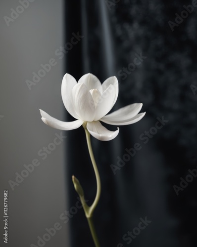 Elegant white flower blossom on dark backdrop photo