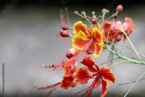 Close-up view of blooming Caesalpinia (Red Flower) flower with blurred background photo