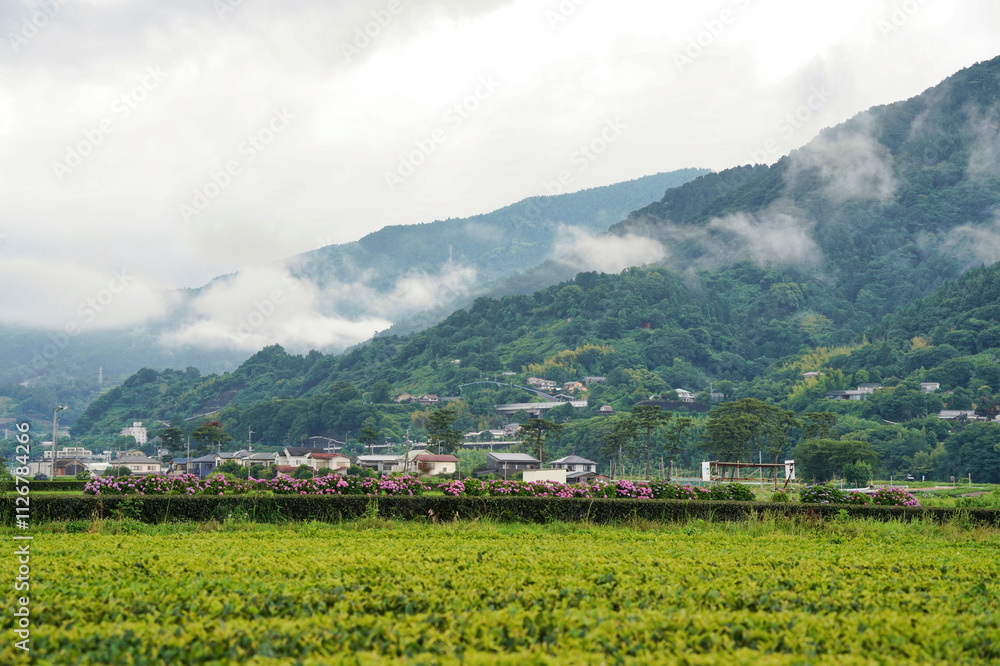 日本の農村風景:あじさいと静かな山岳地帯