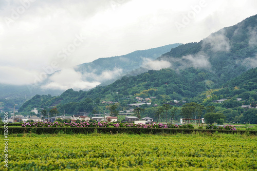 Obraz na płótnie 日本の農村風景:あじさいと静かな山岳地帯 w salonie