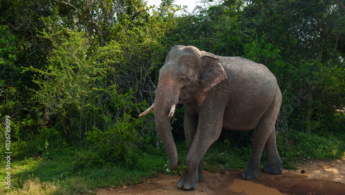 männlicher Elefant mit Stoßzähnen