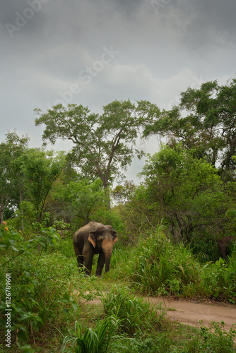 Elefantenbulle Sri Lanka